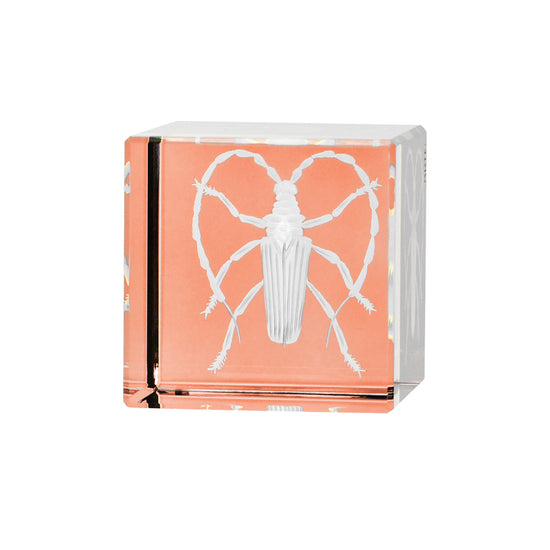 Cabinet of Curiosities Beetle