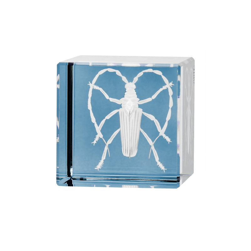 Cabinet of Curiosities Beetle