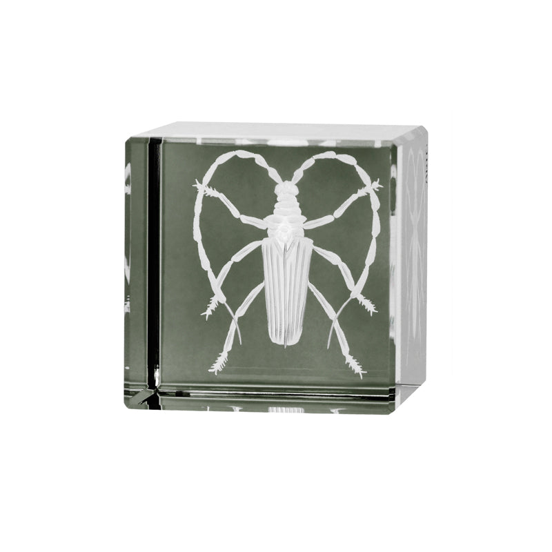 Cabinet of Curiosities Beetle