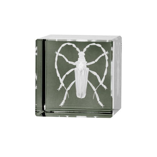 Cabinet of Curiosities Beetle