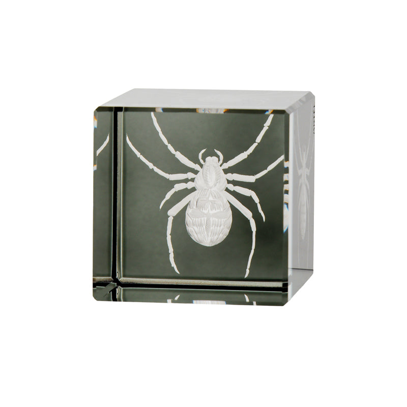 Cabinet of Curiosities Spider