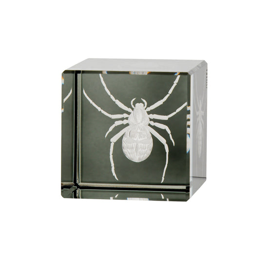 Cabinet of Curiosities Spider
