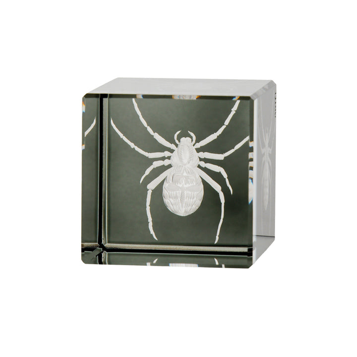 Cabinet of Curiosities Spider