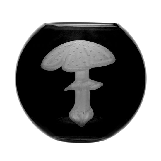 Mushrooms Fly Amanita