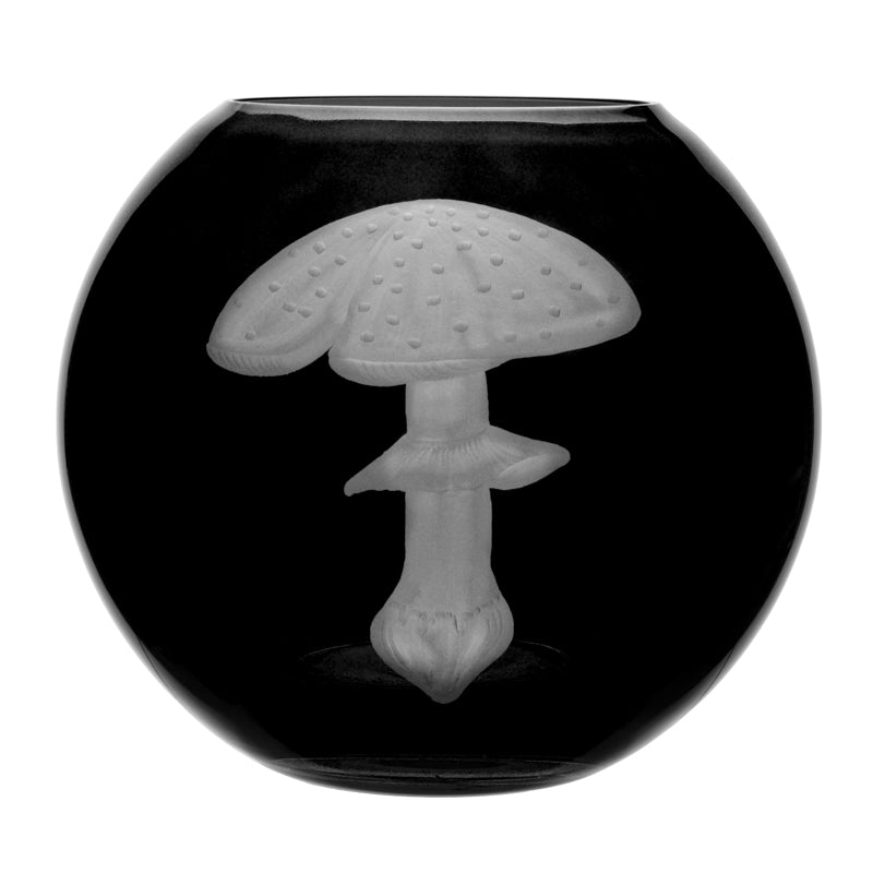 Mushrooms Fly Amanita