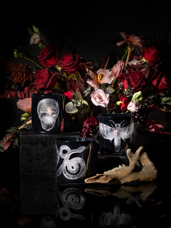 Cabinet of Curiosities Butterfly