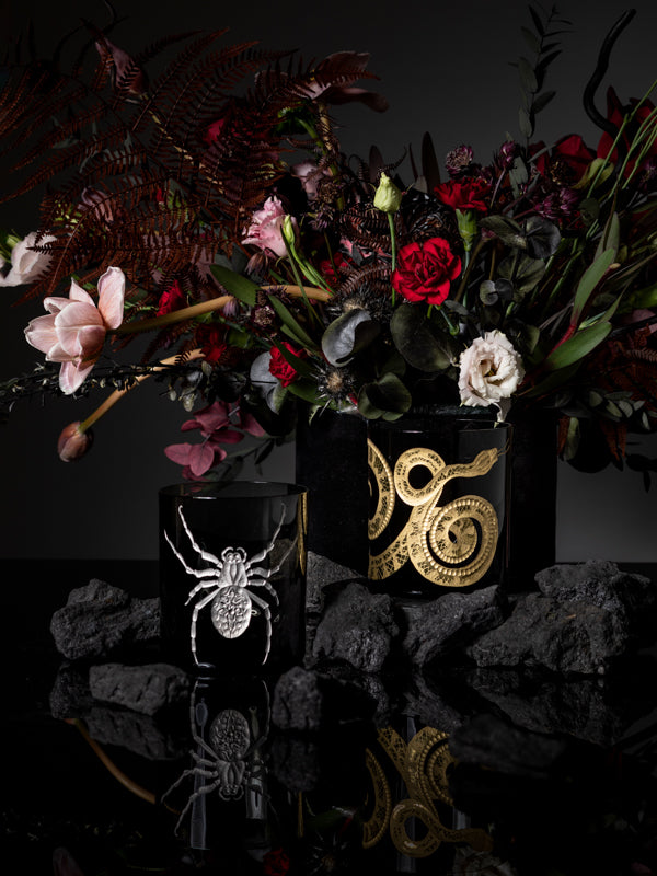 Cabinet of Curiosities Spider