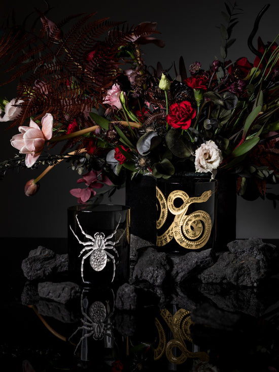 Cabinet of Curiosities Spider