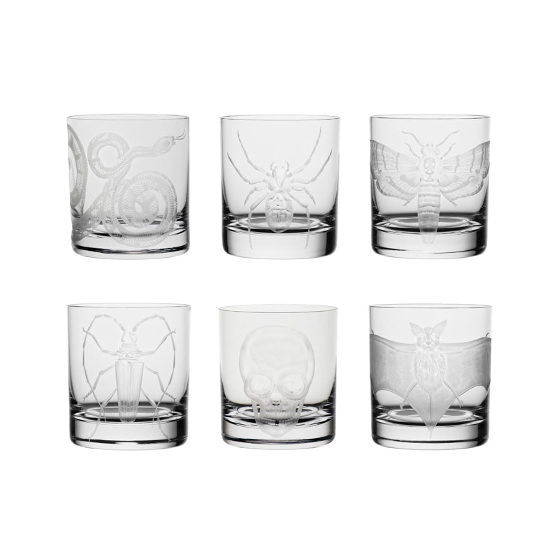 Cabinet of Curiosities Bat