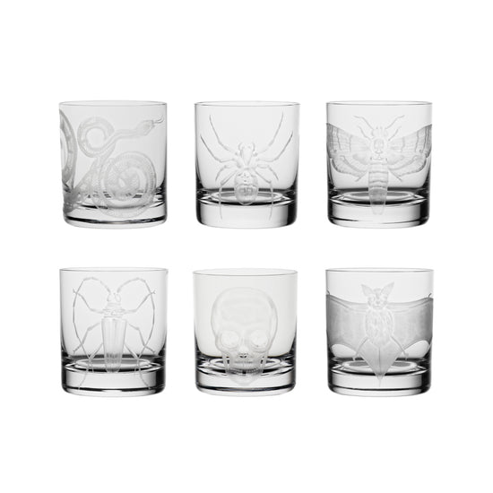 Cabinet of Curiosities Butterfly