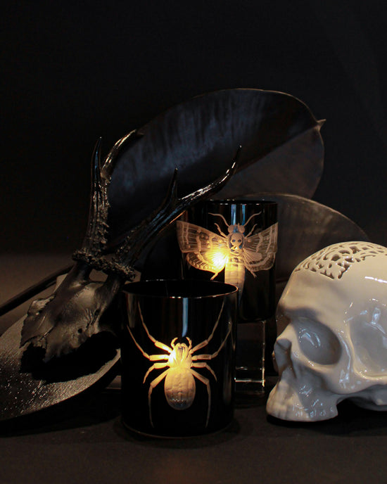 Cabinet of Curiosities Spider