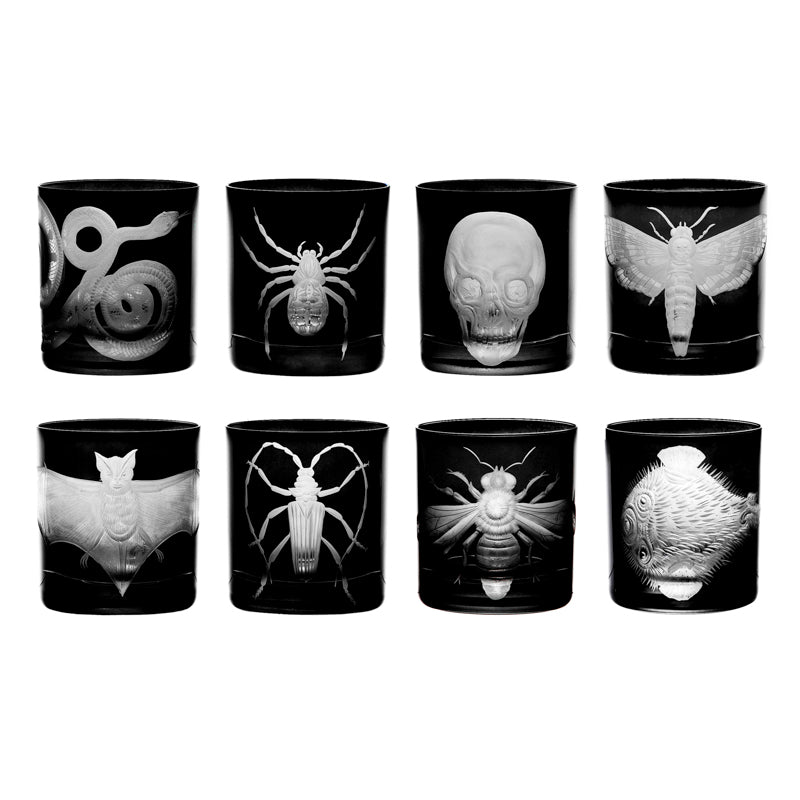 Cabinet of Curiosities Butterfly